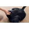 BOSCH Aspirateur Traîneau avec sac - BGBS2LB1